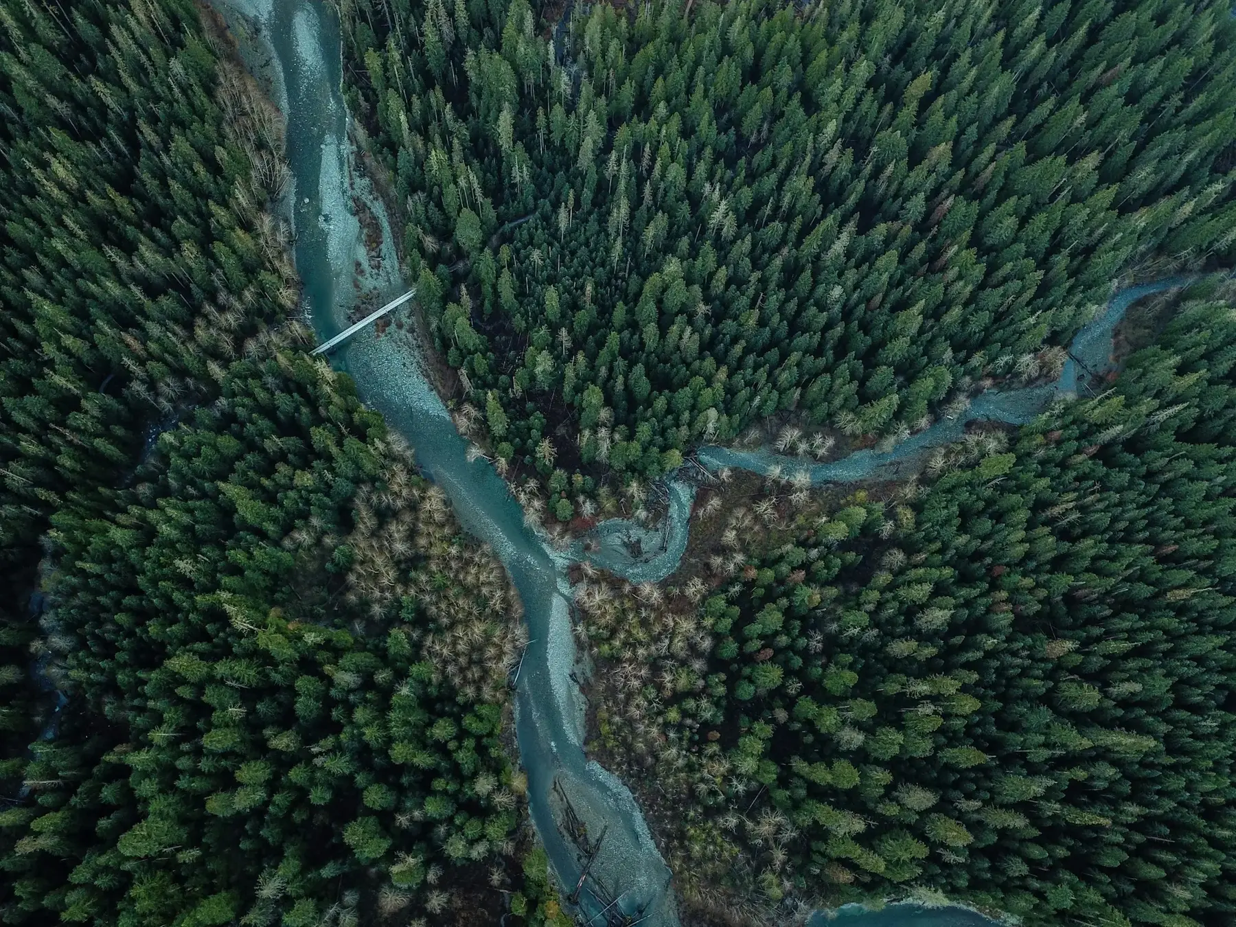 River through a green forest